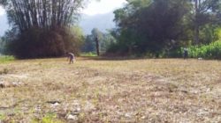 Modus Kuasa Palsu & Kelalaian Aparat : Calon Legislatif Tobasa Terduga Jadi Korban Penipuan Tanah Adat Senilai Rp 1,5 Miliar di Silaen, Pemilik : Kembalikan